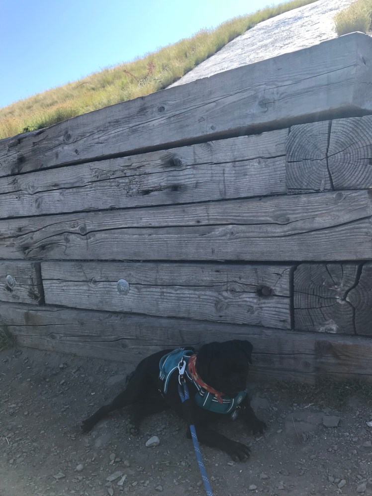 Basking in the shade of the M