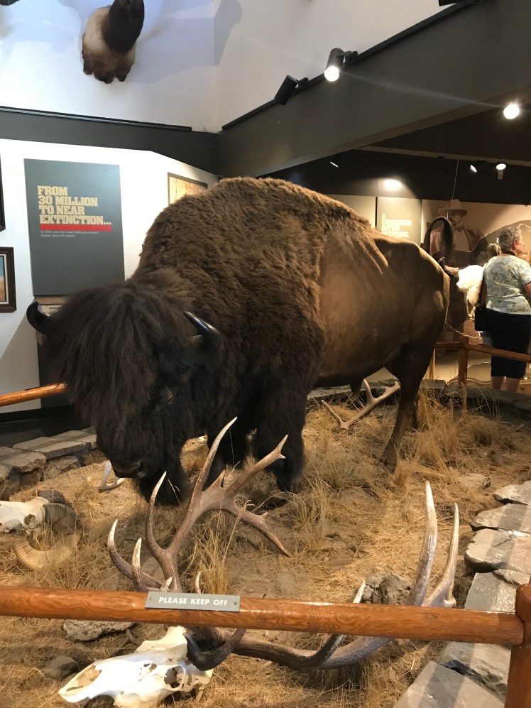 Bison Replica