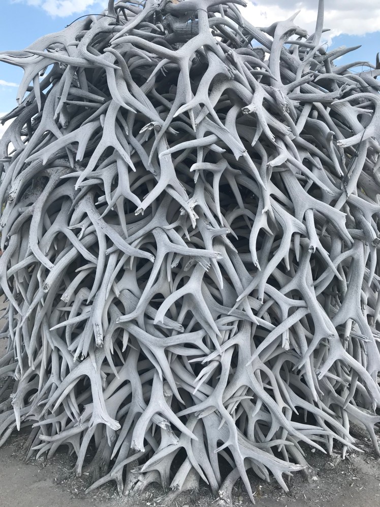 Pile of Antlers