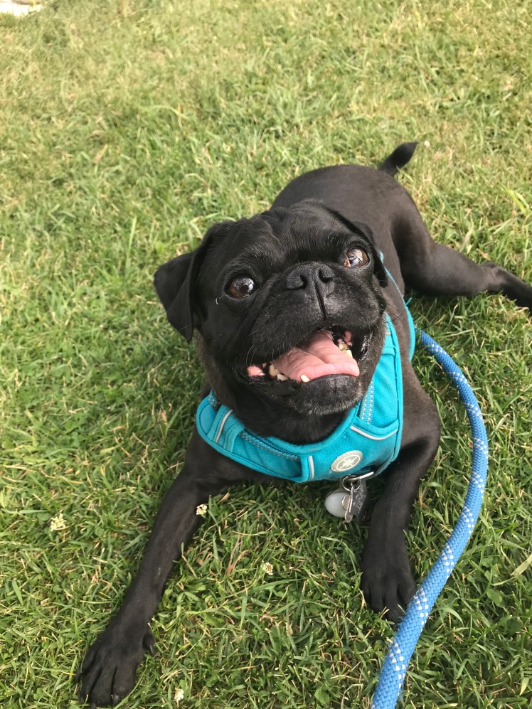 Tako Mission Mountain